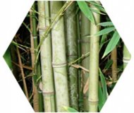 bamboo-gr