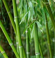 bamboo grove