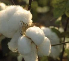 Cotton