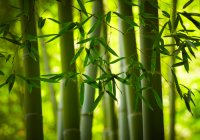 Fabrics marketed as organic bamboo are now actually likely rayon made from bamboo materials. Producing rayon involves many chemical compounds along with other eco damaging facets. (Shutterstock*)