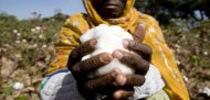 Freshly picked cotton bolls from a cotton area. Image from: Marks and Spencer.