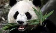 Giant panda eating bamboo