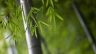 iStock_bamboo