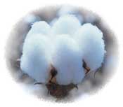 Open Cotton Boll