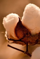 Organic Cotton Plant familiar with make eco friendly clothes