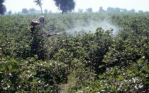 Pesticides spraying in Pirawalla regarding the Punjab Plains