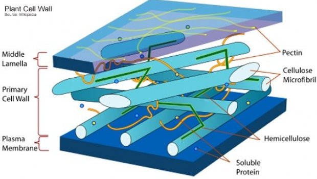 Bamboo Fabric Clothing