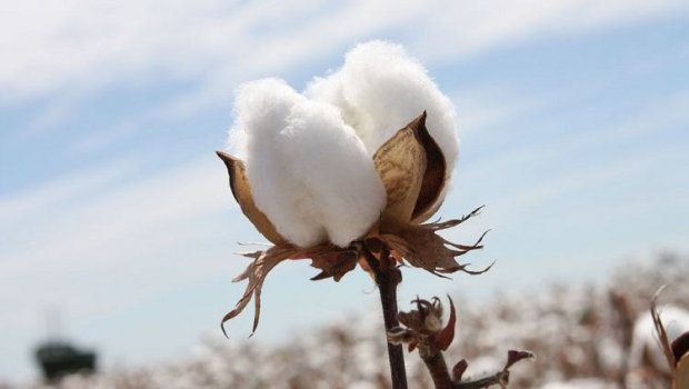Clothes made of Cotton