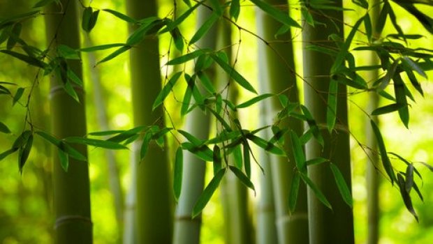 Organic Bamboo Clothing