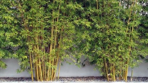 Spun Bamboo Clothing