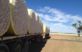Cotton Harvest Job