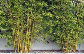 Spun Bamboo Clothing